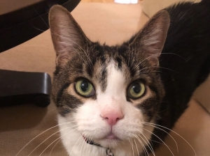 8 Feet Long Rail Road Ties